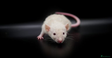 Rat rodents - Advert 2