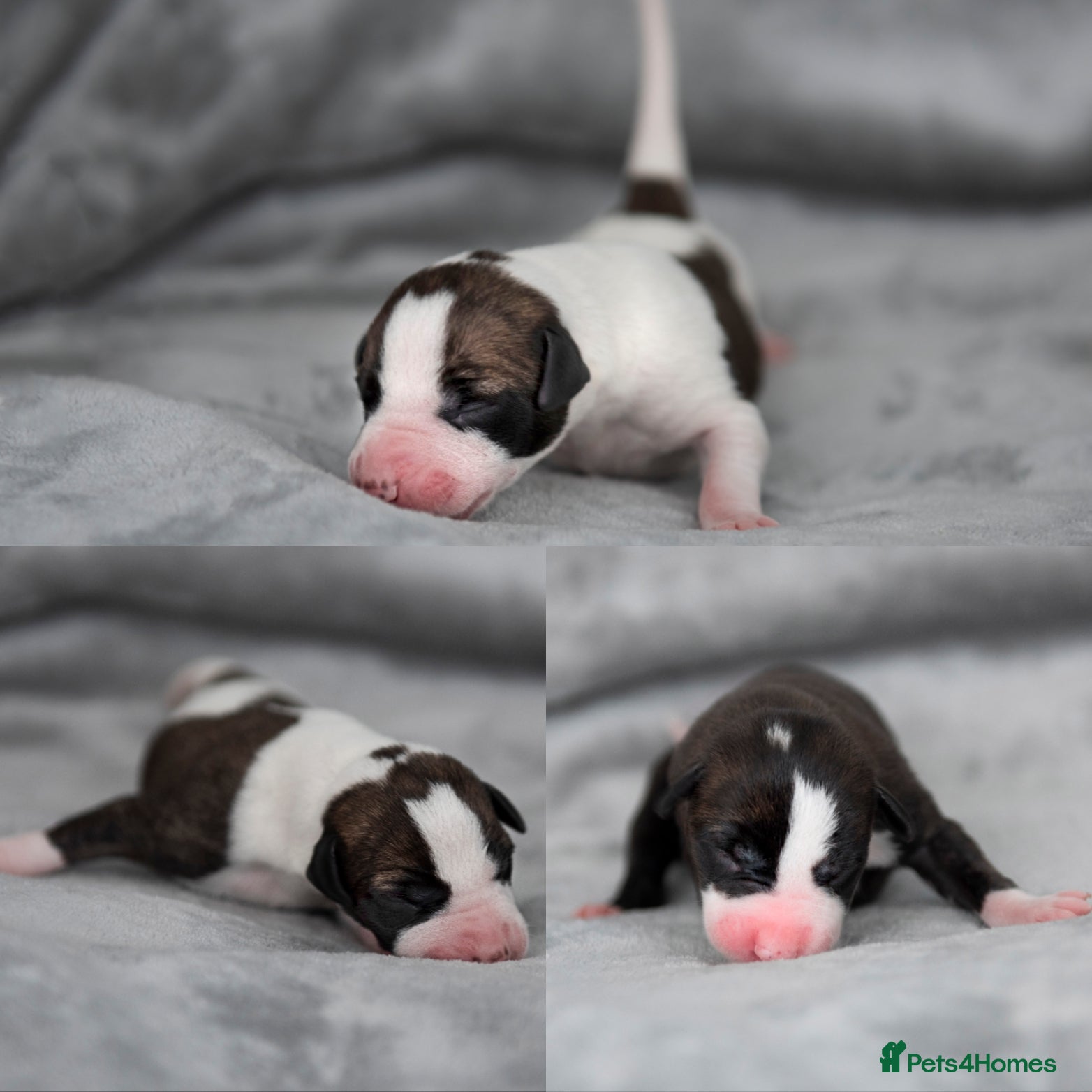 Whippet dogs 3 BRACKENSWIFT PUPPIES WITH VIDEOS NOW ADDED! - Advert 1