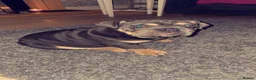English Bulldog dogs for sale: Darla  - Advert 7