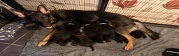 German Shepherd dogs for sale: 11 adorable bouncy German Shepard puppies  - Advert 4