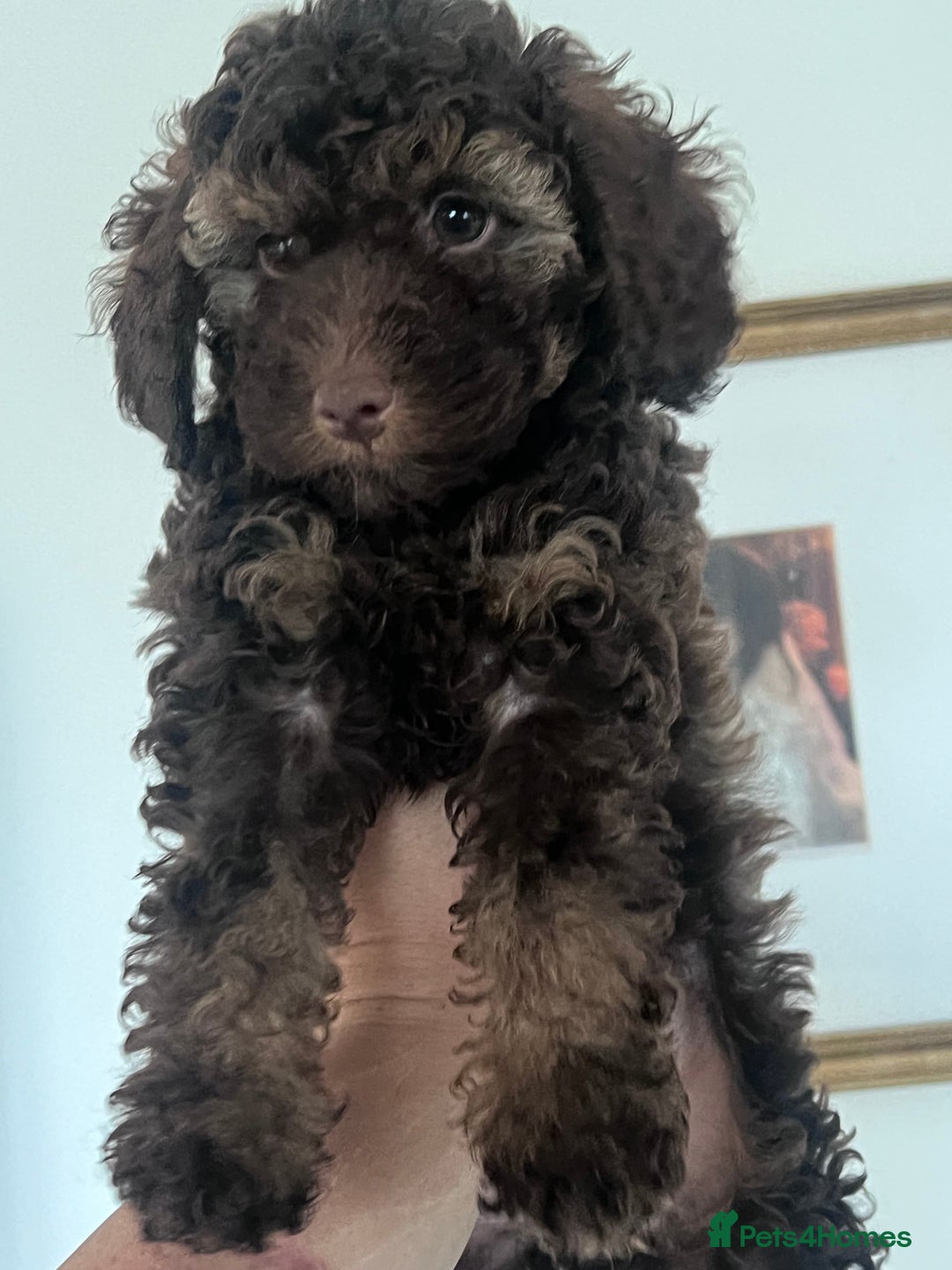 Shihpoo dogs for sale: Imperial toy Shihpoos  - Image 2