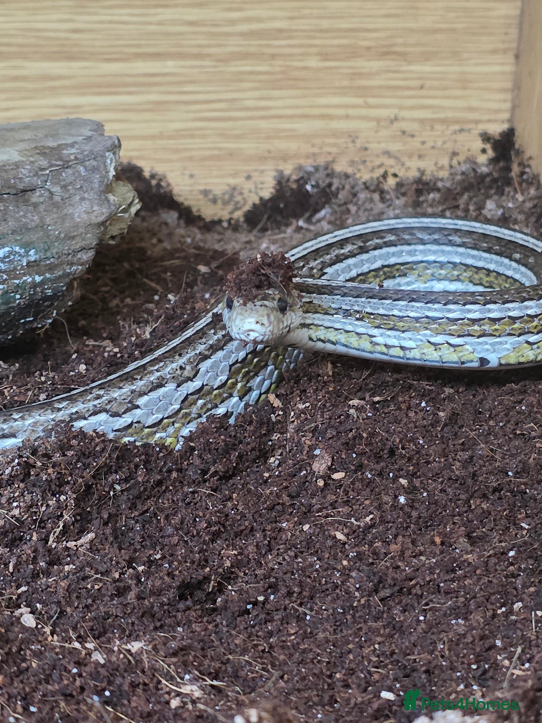 Corn Snake reptiles for sale: Tessera Corn Snake Looking for home  - Advert 1