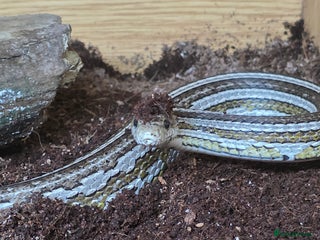 Corn Snake reptiles Tessera Corn Snake Looking for home - Advert 3