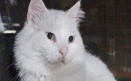 Mixed Breed cats for sale: Darling Dove  - Image 3