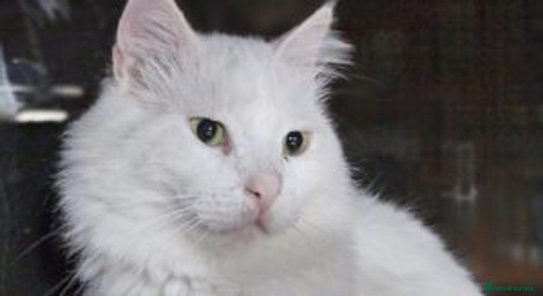 Mixed Breed cats for sale: Darling Dove  - Image 3