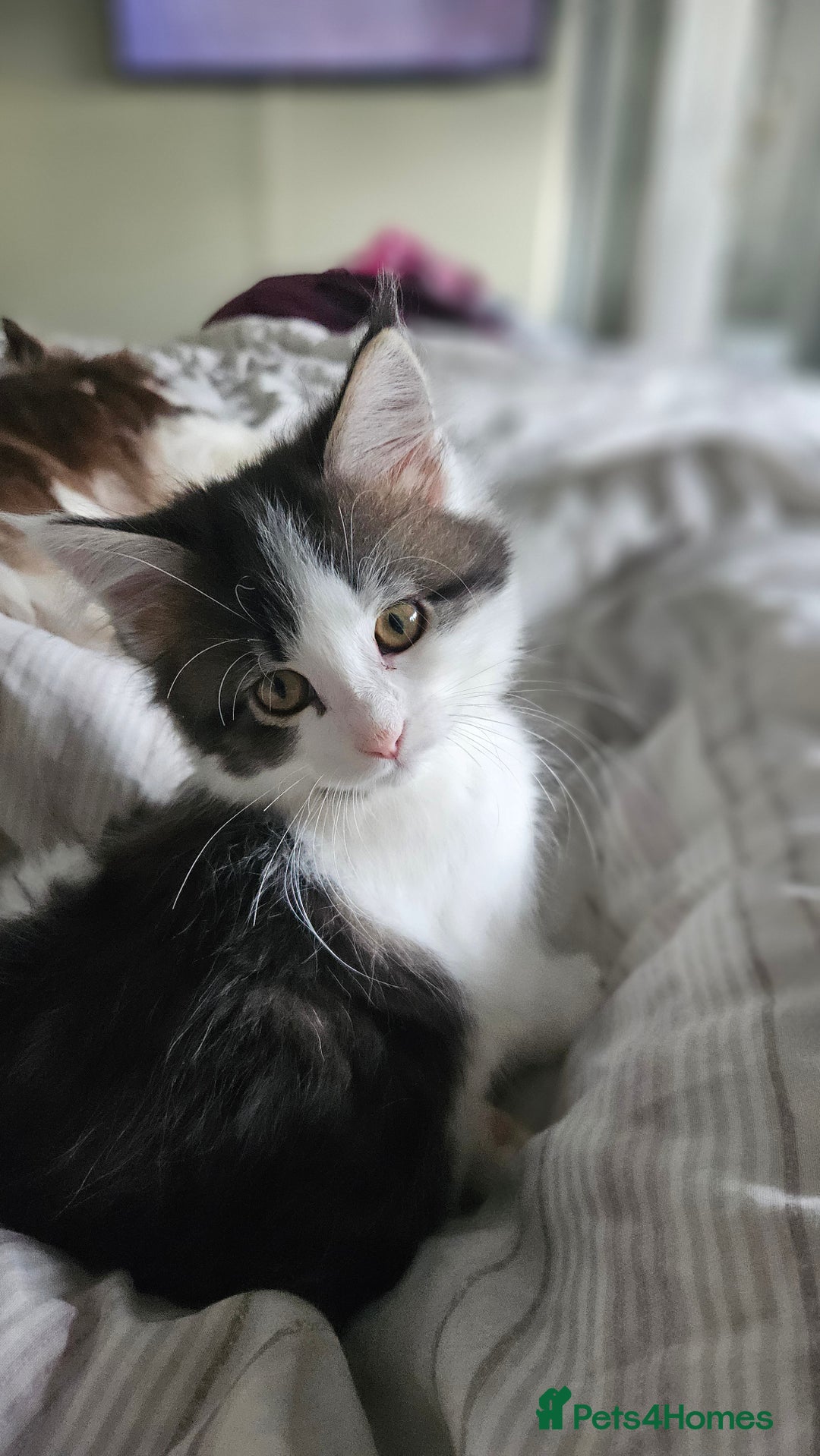 Maine Coon cats for sale: Beautiful Female Mixed Maine Coon kittens - Advert 27