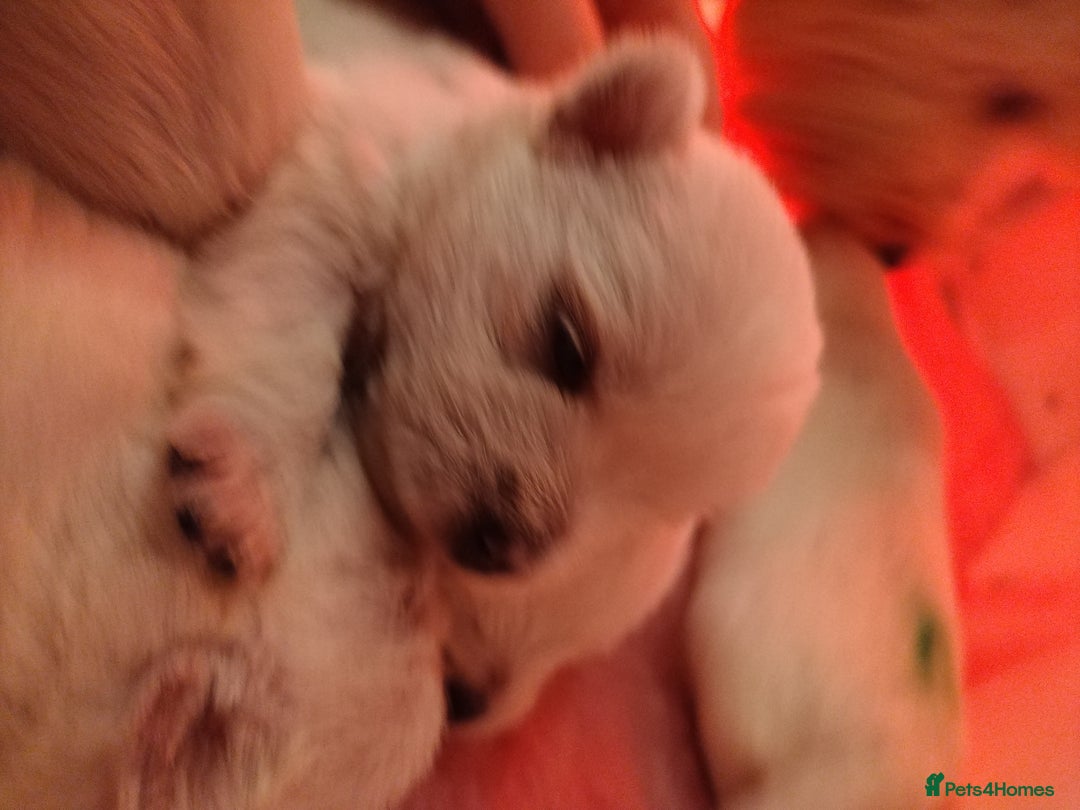 West Highland Terrier dogs for sale: Gorgeous KC registered Westie pups - Image 19