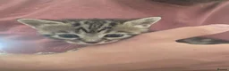 Mixed Breed cats for sale: 4 beautiful kittens looking for loving homes 🐾 - Advert 18