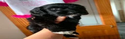 Mixed Breed dogs for sale: Cockerdoodle boy looking for a home!  - Advert 4
