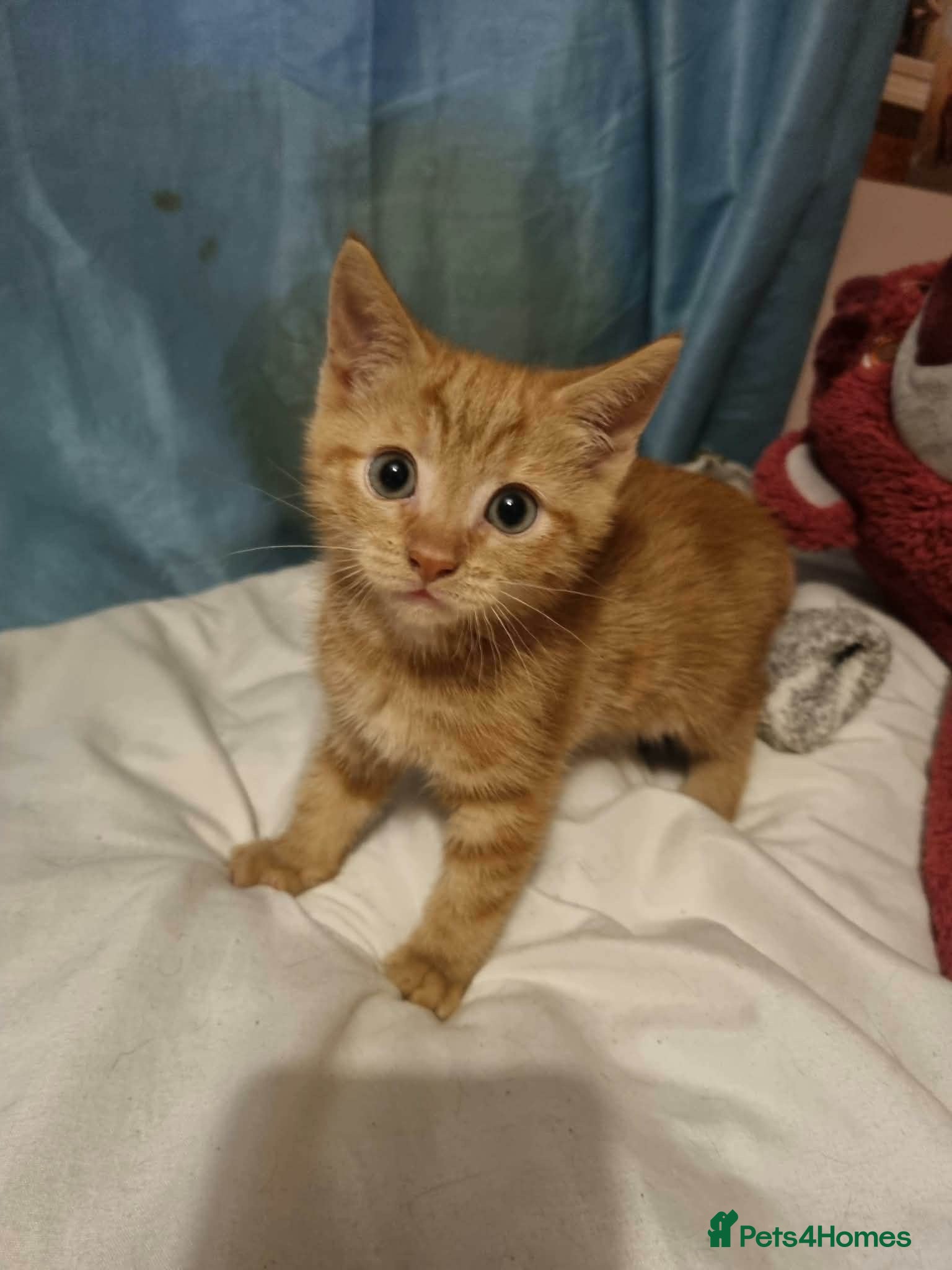 Mixed Breed cats Beautiful female kittens - Advert 2