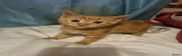 Mixed Breed cats for sale: Beautiful female kittens - Advert 1