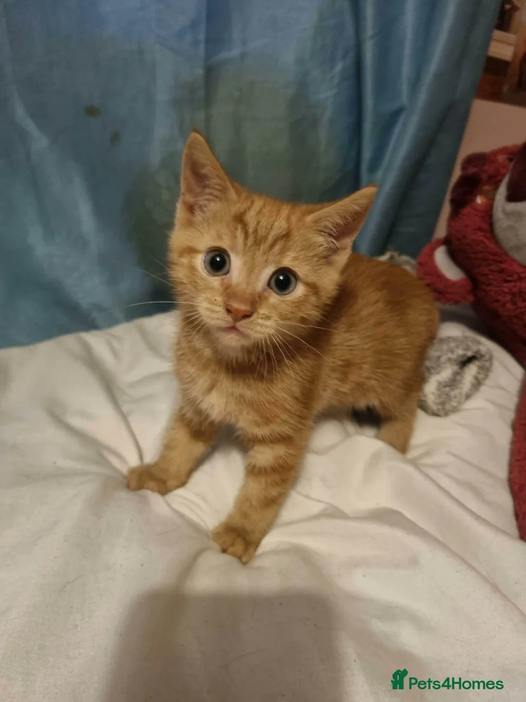 Mixed Breed cats for sale: Beautiful female kittens - Advert 1