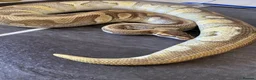 Python Snake reptiles for sale: Hatchling royal pythons. - Advert 24