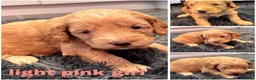 Mini Goldendoodle dogs for sale: Beautiful miniature Golden Doodle puppies - Advert 3