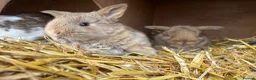 Mixed Breed rabbits for sale: Rabbit  in Attleborough - Advert 6