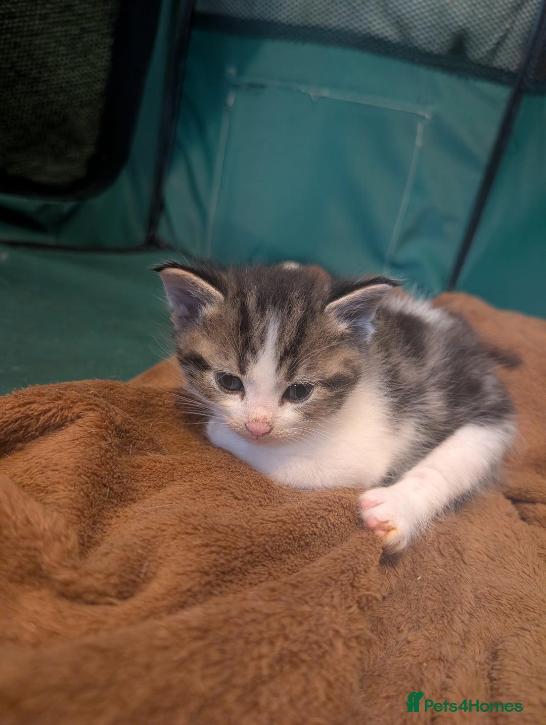 Maine Coon cats for sale: Kittens for sale - Image 13