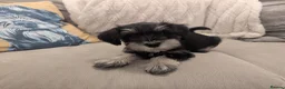 Miniature Schnauzer dogs for sale: Miniature schnauzer puppies  in Cowbridge - Advert 18