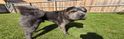 Shar Pei dogs for sale: Rare Blue Bearcoat Shar Pei Male 1 year old - Advert 13