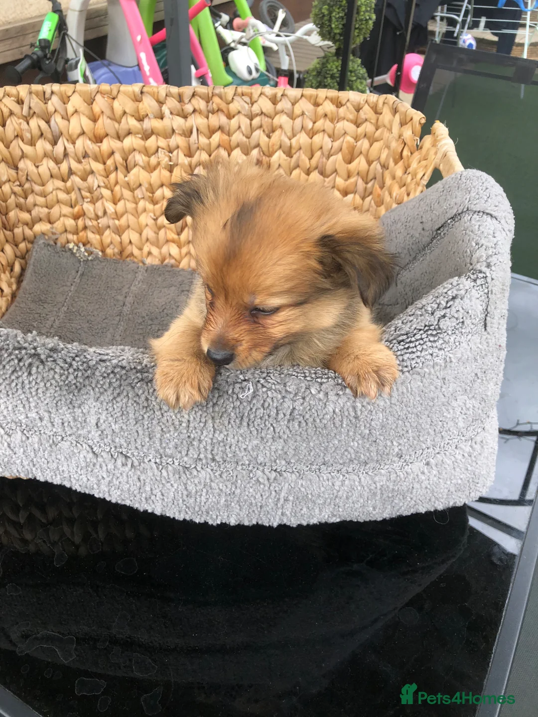 Pomchi dogs for sale: Pomchi puppies  - Advert 2