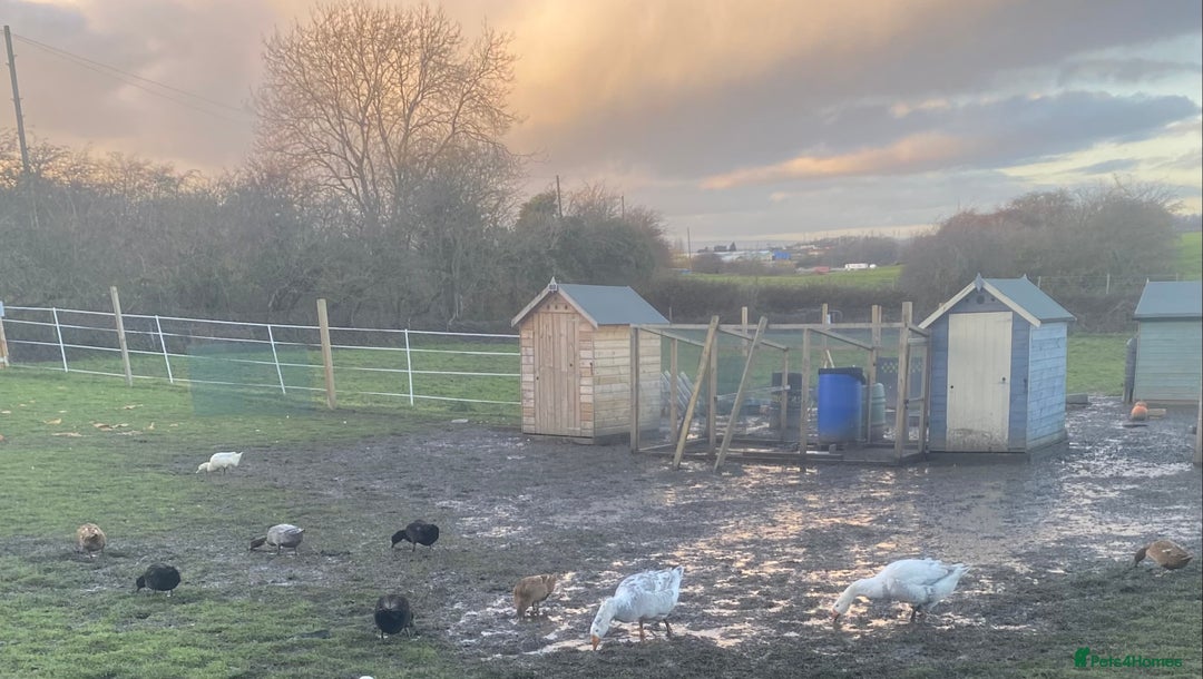 Chickens poultry for sale: Geese, Ducks and Cockerels for sale - Advert 1