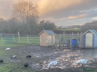 Chickens poultry Geese, Ducks and Cockerels for sale - Advert 5