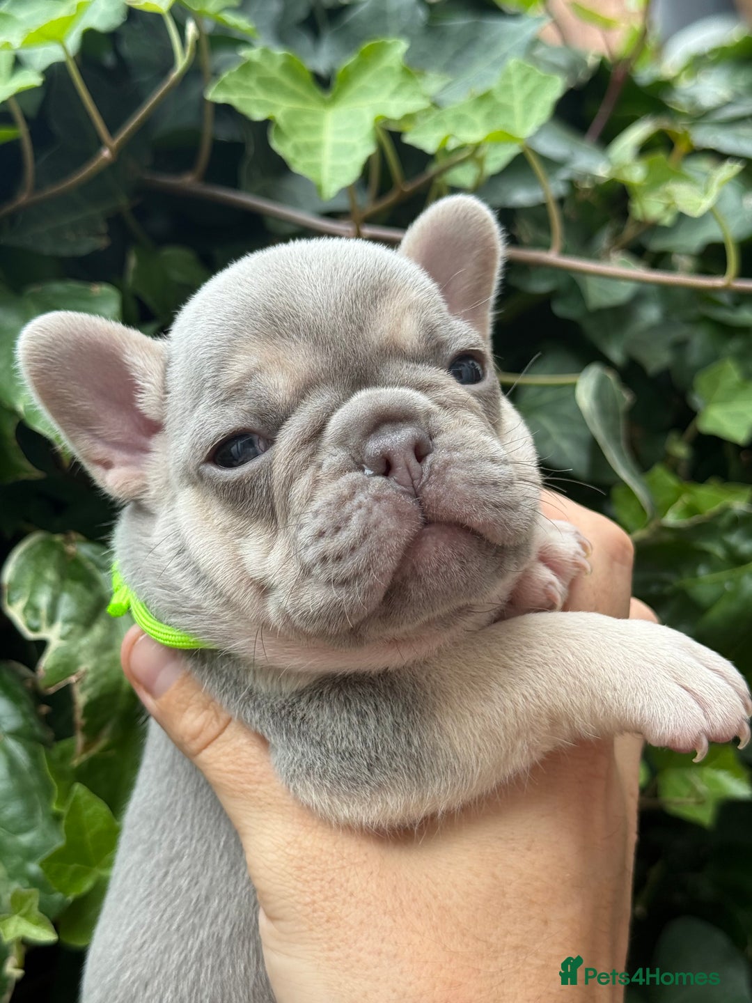 French Bulldog dogs for sale: French bulldog puppies for sale - Image 9