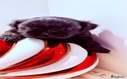 Shih Tzu dogs for sale: 3x Beautiful Pedigree Imperial Shih Tzu Girls - Advert 8