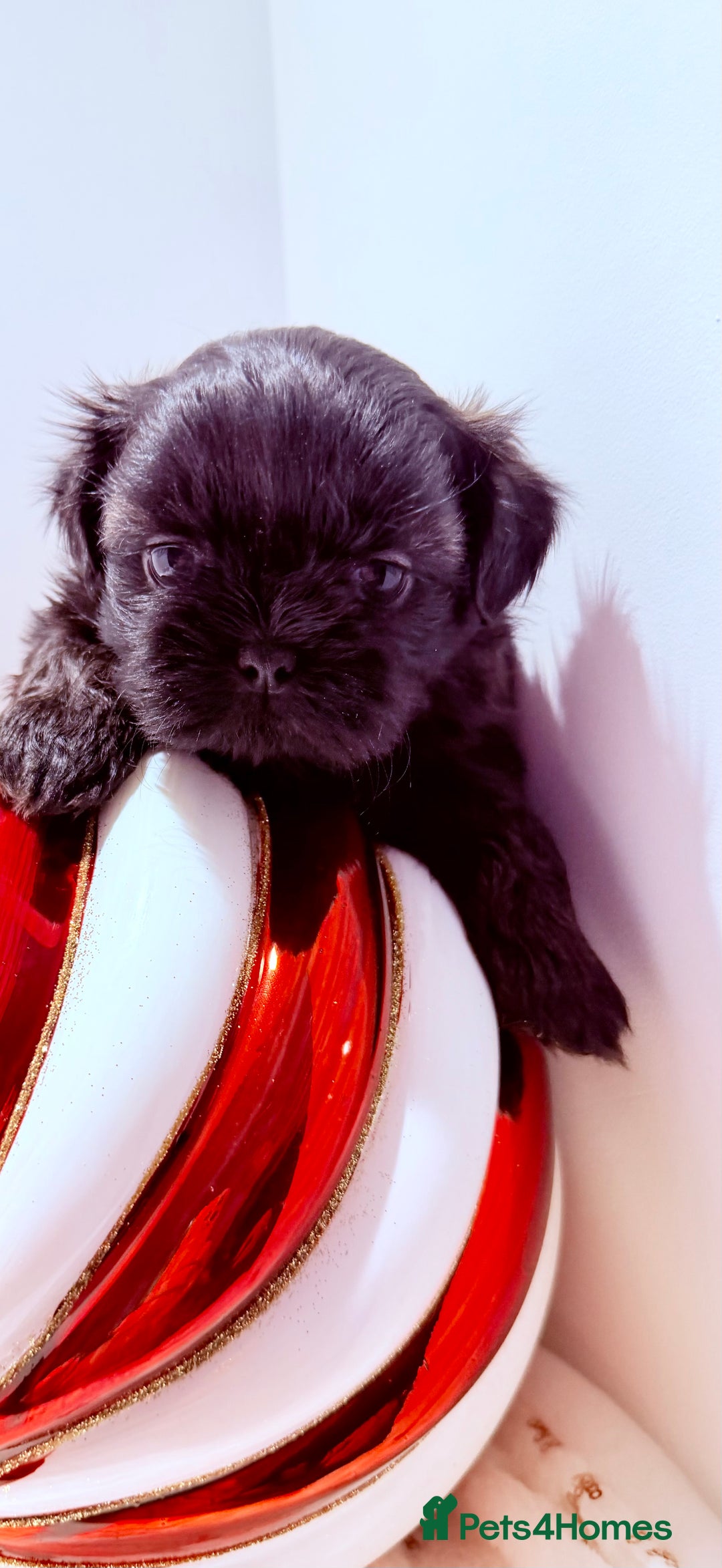 Shih Tzu dogs for sale: 3x Beautiful Pedigree Imperial Shih Tzu Girls - Advert 8