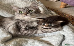 Maine Coon cats for sale: Stunning Main Coone Girl ✨ - Image 7