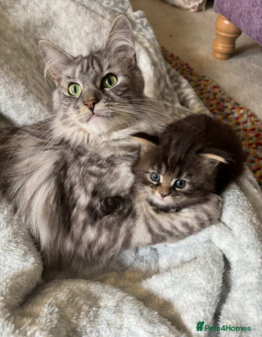 Maine Coon cats for sale: Stunning Main Coone Girl ✨ - Image 7