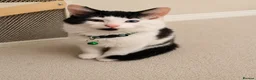 Mixed Breed cats for sale: Beautiful fluffy kittens  - Advert 5