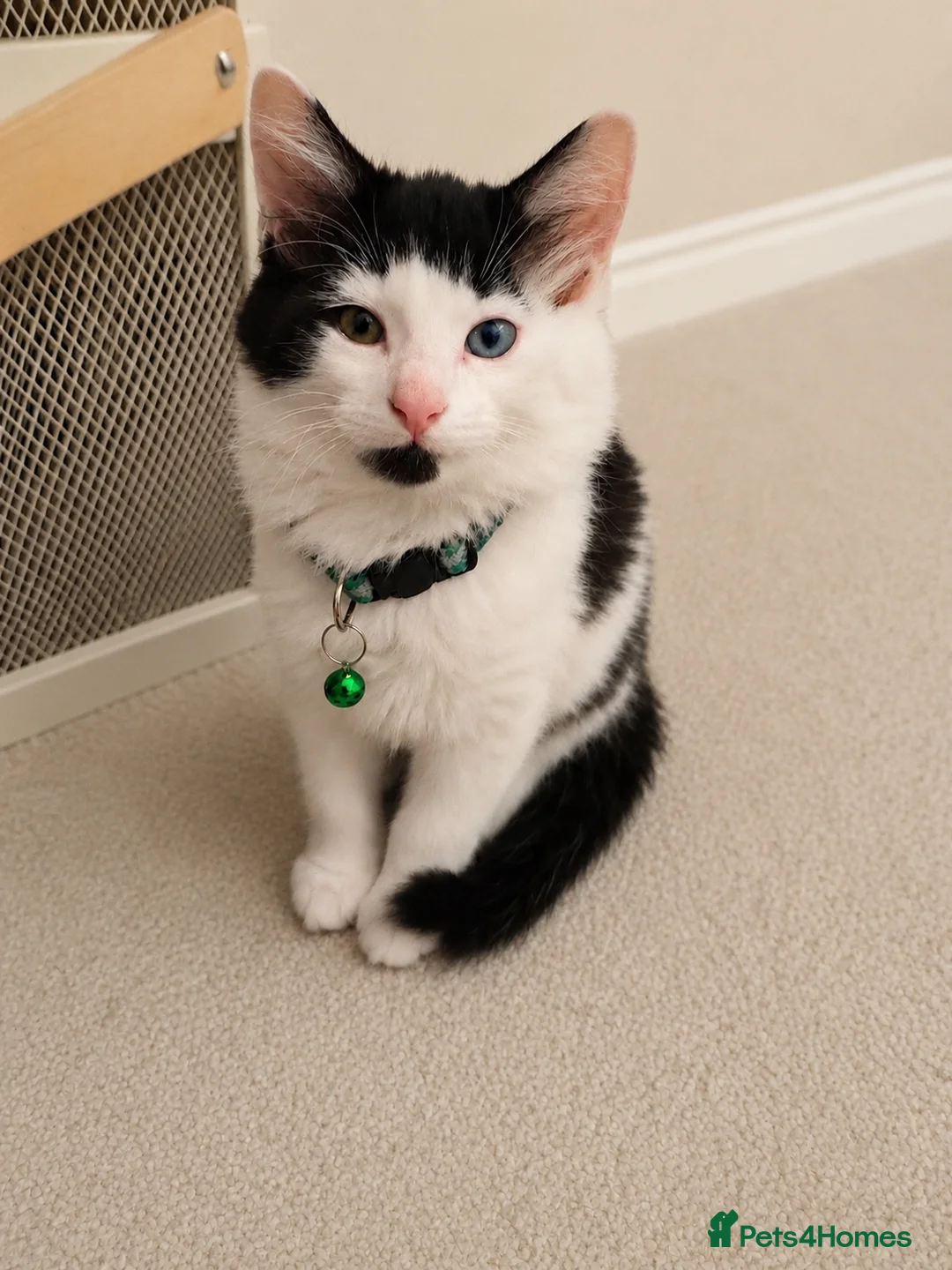 Mixed Breed cats for sale: Beautiful fluffy kittens  - Advert 5