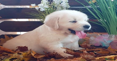 Golden Retriever dogs - Advert 11