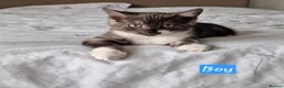 British Shorthair cats for sale: Lovely kittens - Advert 13