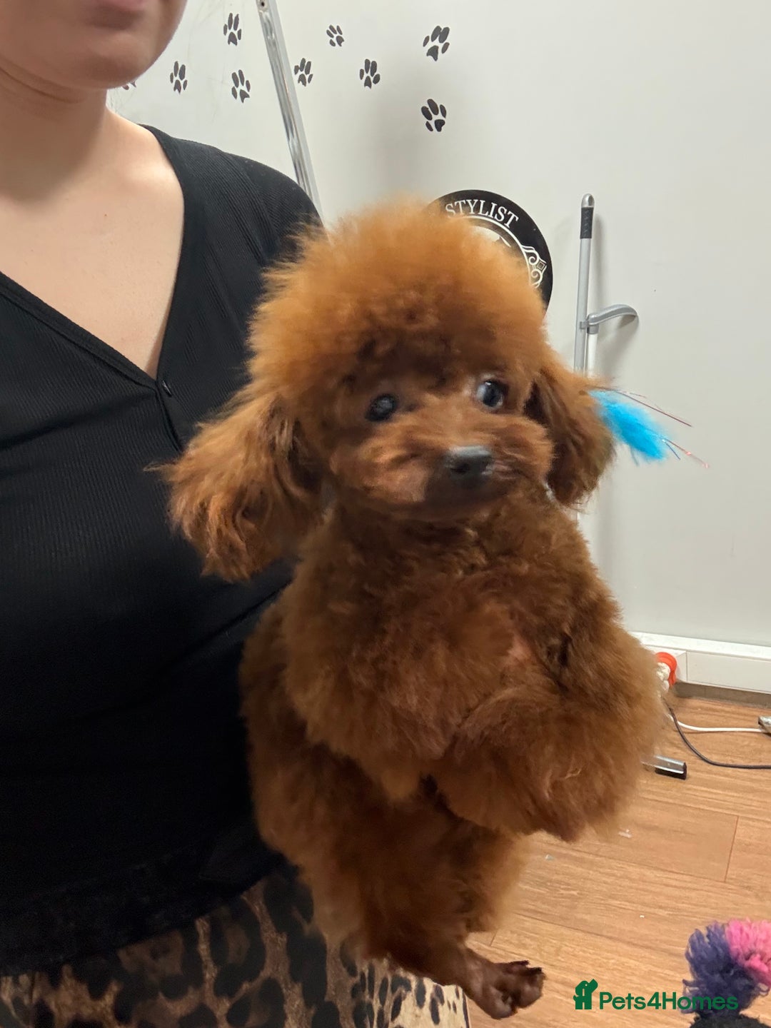 Poodle dogs for stud: Super tiny Asian boy 🧸for stud 🤩 - Image 6