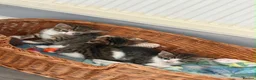 Bengal cats for sale:   😻  Adorable Bengal Mix Kittens 😸 - Advert 13