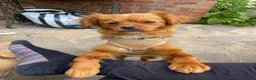 Mixed Breed dogs for adoption: Pretty Polly looking for love - Advert 6