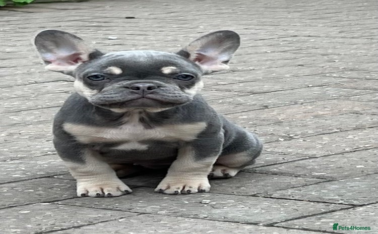 French Bulldog dogs - Advert 5
