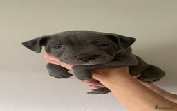 Staffordshire Bull Terrier dogs for sale: Staffordshire bull terrier puppies | blue staff - Image 21