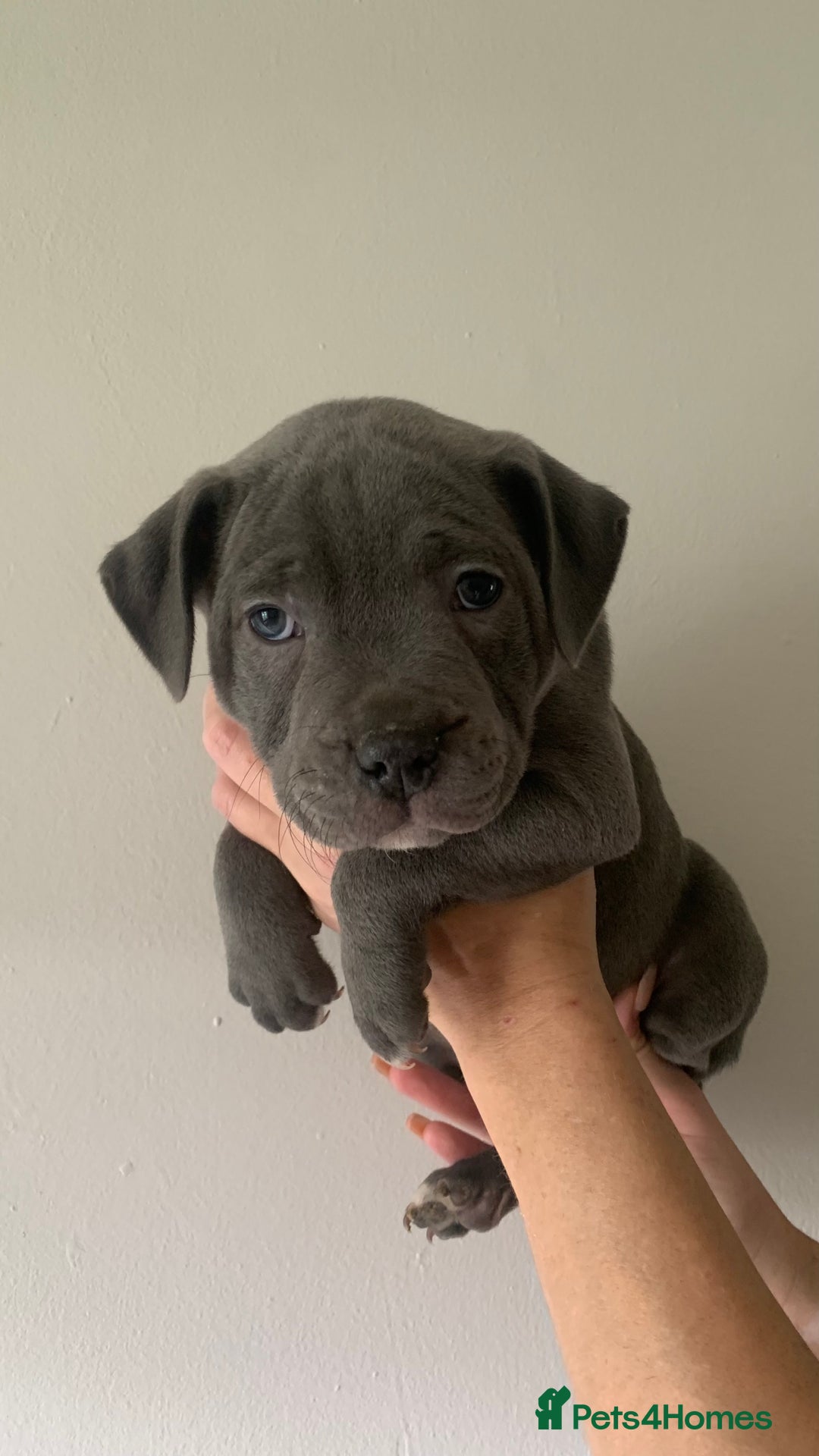 Staffordshire Bull Terrier dogs for sale: Staffordshire bull terrier puppies | blue staff - Image 21