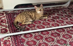 Bengal cats for sale: Beautiful Bengal boy  - Image 5