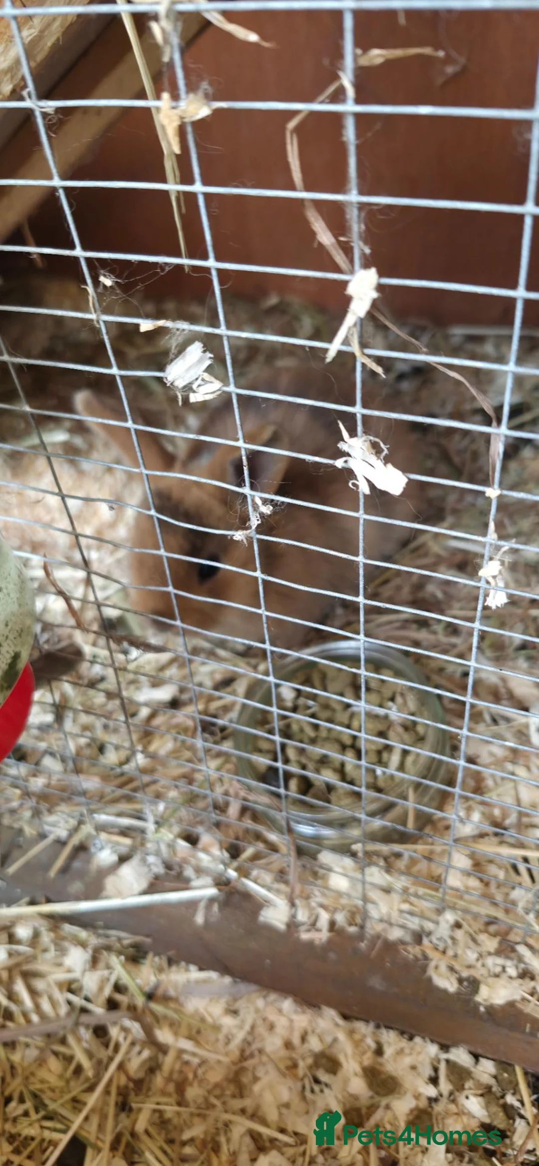 Mixed Breed rabbits for sale: Rabbits in Rossendale - Advert 6