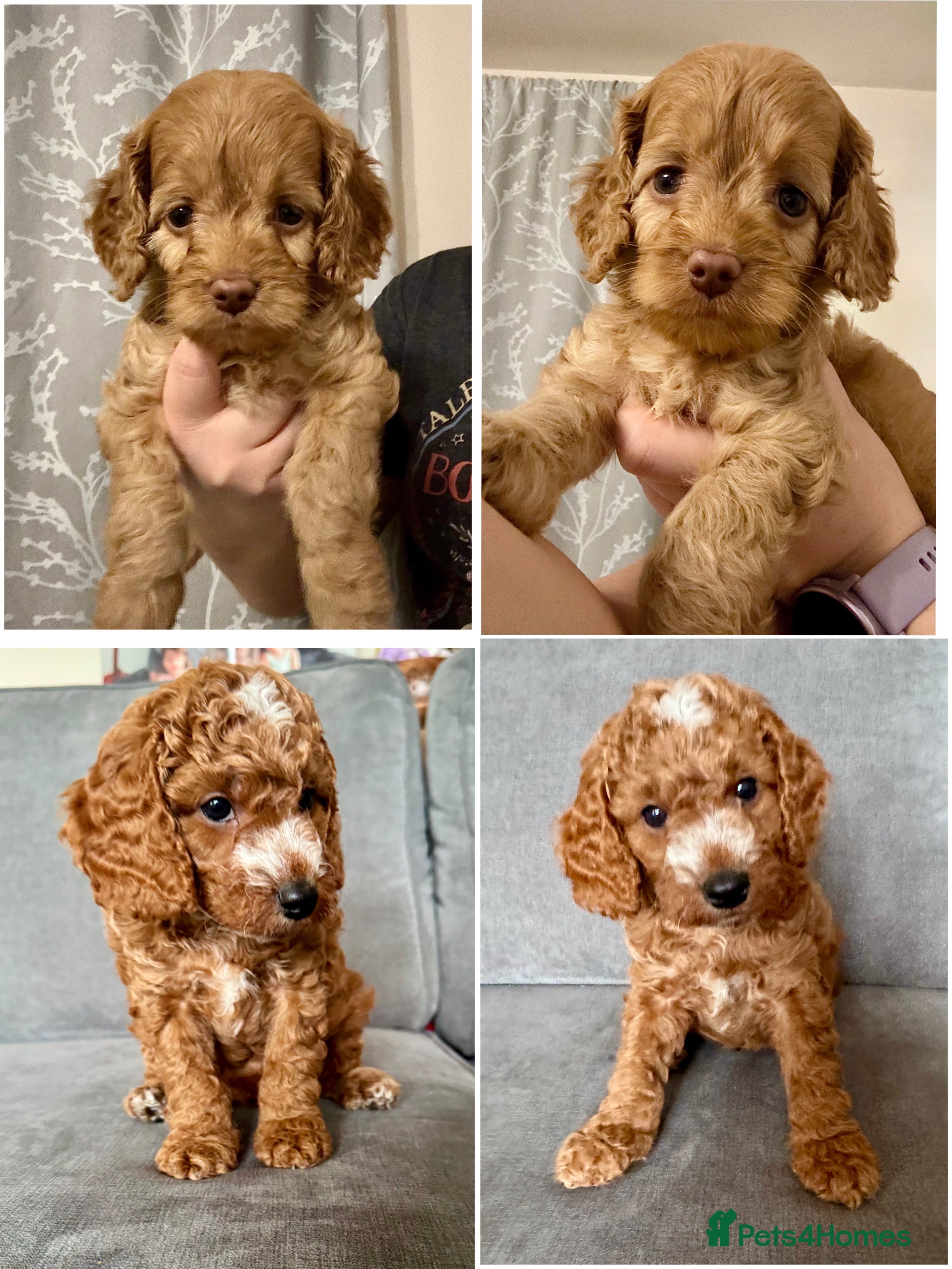 Cockapoo dogs Cockapoo ready for Half term 1 boy & 1 girl left - Advert 6