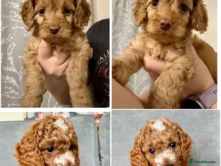 Cockapoo dogs Cockapoo ready for Half term 1 boy & 1 girl left - Advert 1