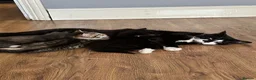 Abyssinian cats for sale: Kitten for sale in Birmingham - Advert 9