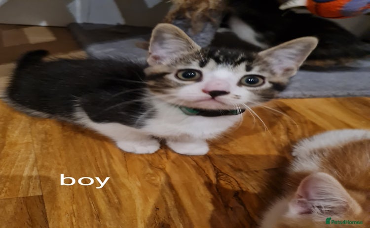 Mixed Breed cats - Advert 4