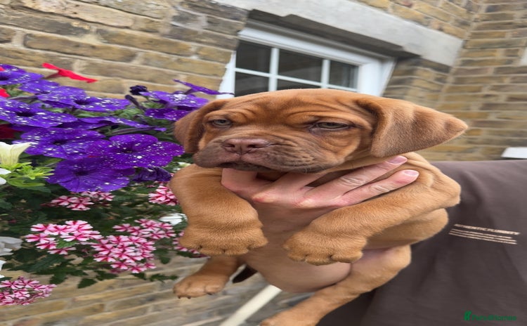 Dogue De Bordeaux dogs in Sittingbourne - Advert 1