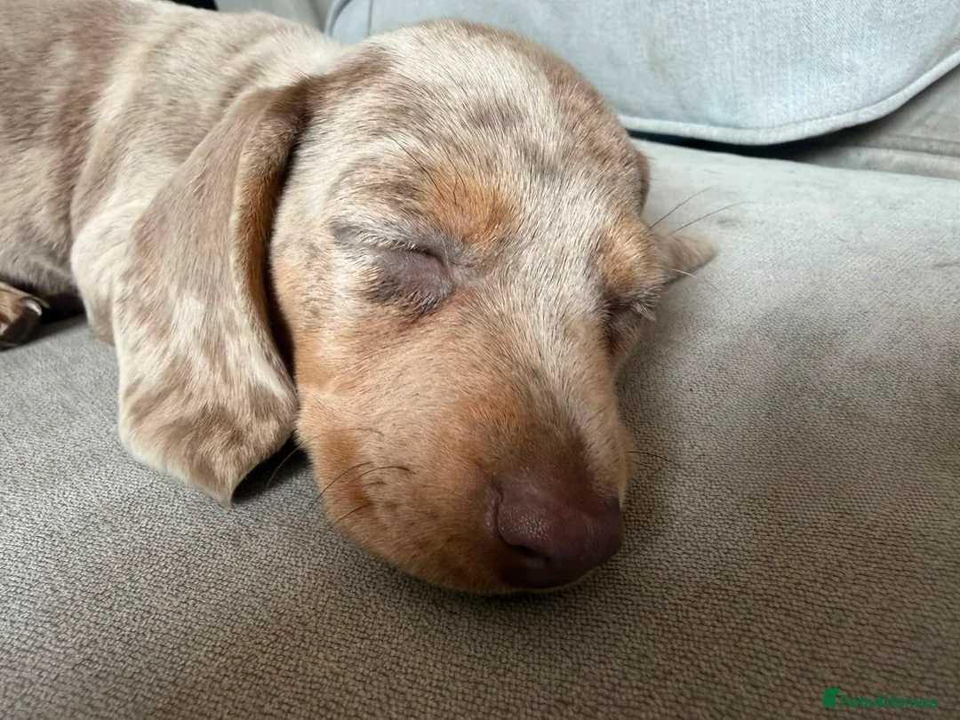 Miniature Dachshund dogs for sale: Miniature Dachshunds  - Advert 8