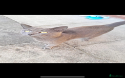 Mixed Breed cats for sale: Kittens half Russian blue  - Image 2