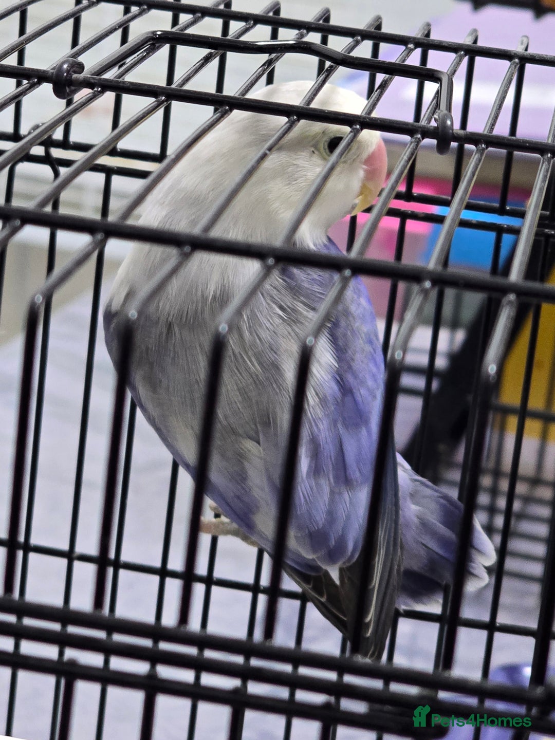 Lovebirds birds for sale: Love birds - Advert 6